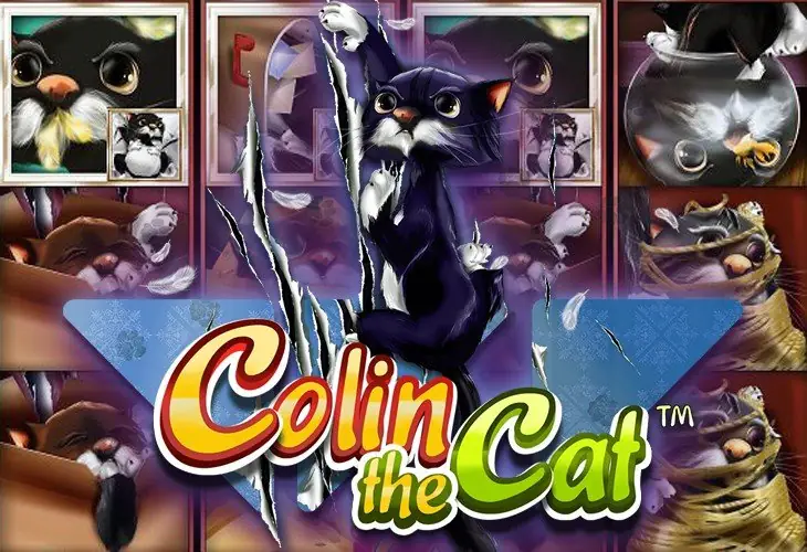 Colin The Cat
